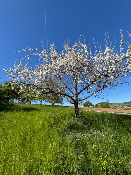 Blühender Obstbaum vor blauem Himmel, umgeben von grünem Gras.