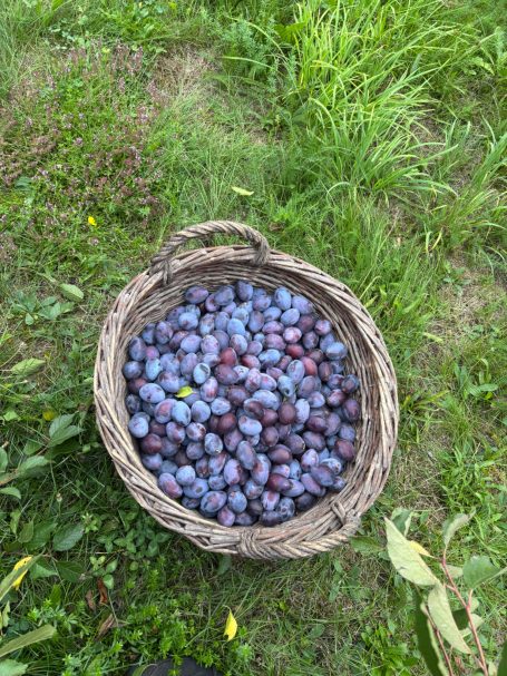 Ein Korb voller frischer Zwetschgen, gerade geerntet, auf grünem Gras.