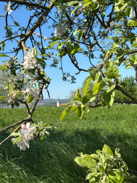 Blühender Apfelbaumzweig vor einer Wiese und blauem Himmel.