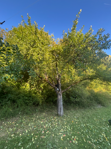 Ein großer, voll behangener Apfelbaum mit dichtem Blattwerk vor blauem Himmel und grünem Gras.